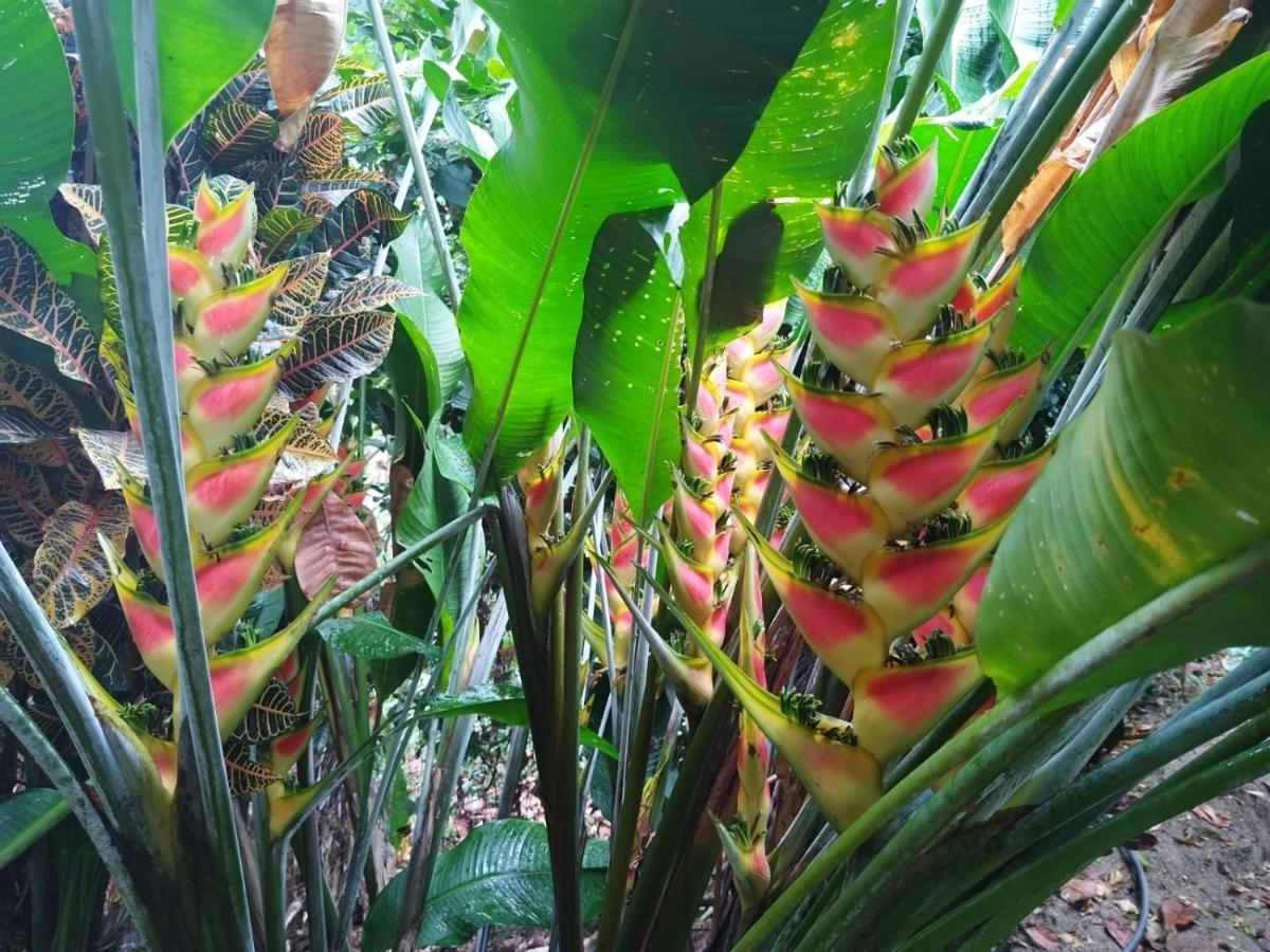 Ecocabanas Diosa Jaguar Tayrona La Esmeralda  Eksteriør bilde