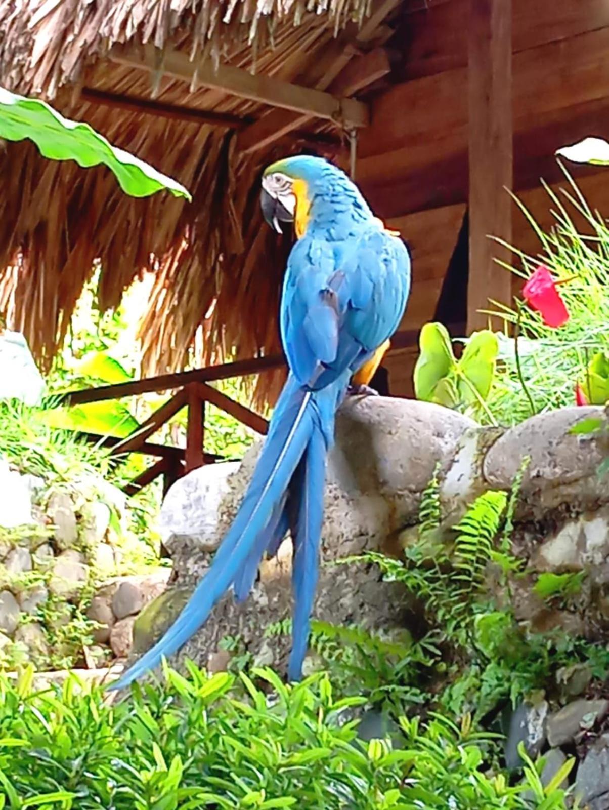 Ecocabanas Diosa Jaguar Tayrona La Esmeralda  Eksteriør bilde